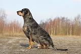 CATAHOULA 034